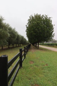 Saltram Rural Cypress Fence stained in Kentucky Horse Black