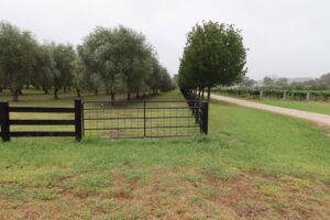 Saltram Rural Post and Rail Fence With steel gate