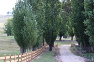Saltram Rural Cypress Fence Raw Finish