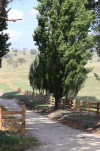 Saltram Rural Cypress Fence Raw Finish