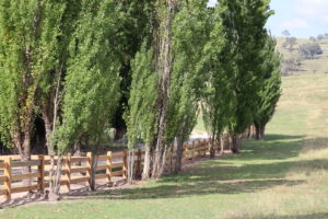 Saltram Rural Cypress Fence Raw Finish
