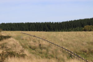 Saltram Rural Cypress Fence Raw Finish