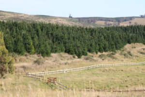 Saltram Rural Cypress Fence Raw Finish