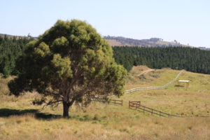 Saltram Rural Stock Shade