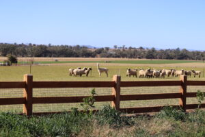 Saltram Rural Cypress Fence - Raw