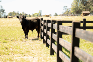 Fully morticed Post and Rail fence by Saltram Rural