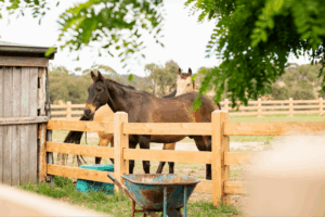 Cypress uncoated 3 Rail - 150 x 150 - Morticed fence by Saltram Rural