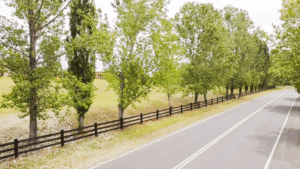 Fully morticed Post and Rail fence by Saltram Rural