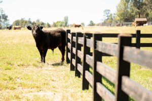 Saltram Rural Post and Rail Fence