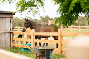 Saltram Rural Post and Rail Fence